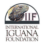 Iguana Foundation Profile of C. Quinquecarinata