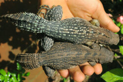 iguana